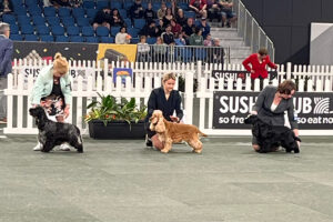 Open Dog Class 2-4