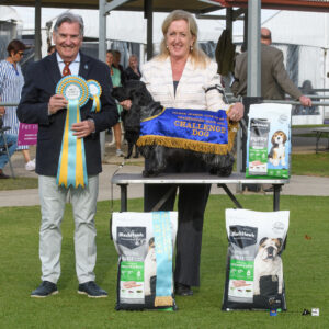 Best in Show, Dog CC & Intermediate in Show: CH SANDTOYS ROCKETT THE BOAT Ms G Rose