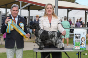 Res BCC & Junior in Show: CH KOLBEACH WRITTEN INTH SAND Ms G Rose