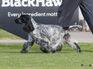 Minor Puppy in Show: KOLBEACH MAKING WAVES Ms G Rose