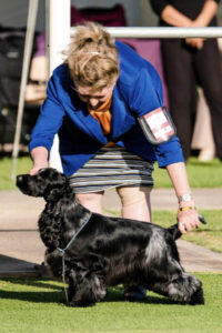 Puppy in Show: ASHMERE HEEZ A GOOD UN Mrs J A Burbidge