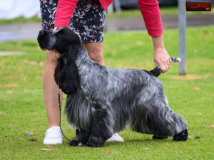 Res Dog Challenge: 7: CH COBALT HYPNOTIC HIGHLANDER Mrs L Lukich & Mrs S Bruno