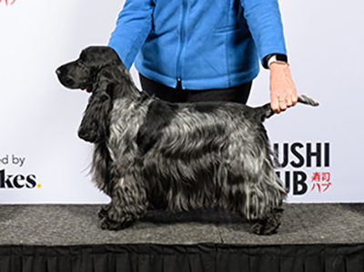 BOB Ch SANDTOYS ROCKETT THE BOAT - Gaye Rose BOB Ch SANDTOYS ROCKETT THE BOAT - Gaye Rose