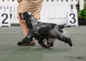 Ch SPEZIA COME WHAT MAY - J Burbidge