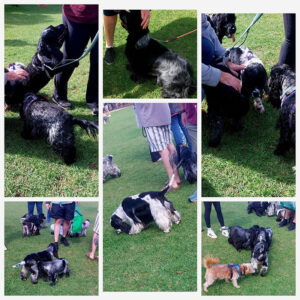 Funday 2026-03 North Adelaide Dog Park