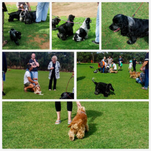 Funday 2026-03 North Adelaide Dog Park