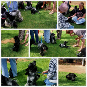 Funday 2026-03 North Adelaide Dog Park