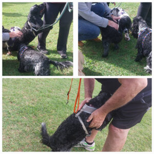 Funday 2026-03 North Adelaide Dog Park